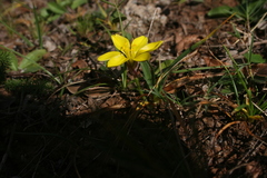 Nothoscordum