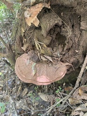 Ganoderma