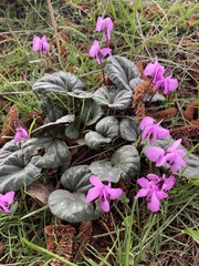 Cyclamen coum