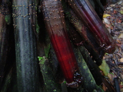 Iriartea deltoidea