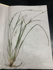 Carex ignota