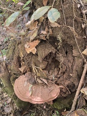 Ganoderma