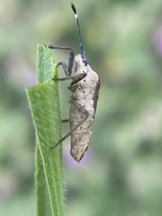 Catorhintha apicalis