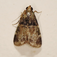 Orthaga atribasalis