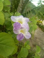 Asystasia gangetica