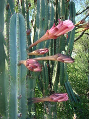 Cereus stenogonus