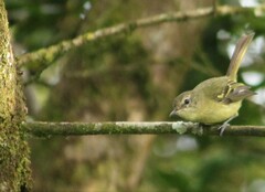 Phylloscartes ventralis
