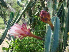Cereus stenogonus