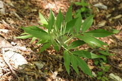 Cardamine kitaibelii