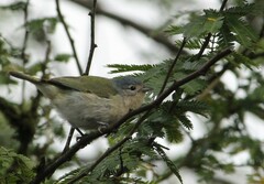 Conirostrum speciosum