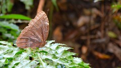 Morpho helenor
