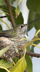 Anna's Hummingbird photo 6