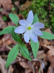 Anemonoides trifolia