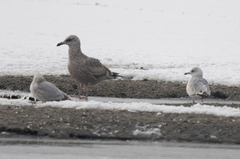 Larus glaucoides thayeri