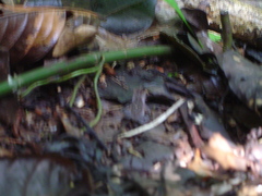 Rhinella margaritifera