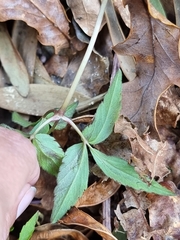 Anemonoides trifolia
