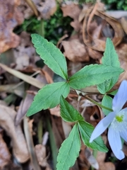 Anemonoides trifolia