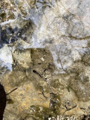Ambystoma barbouri