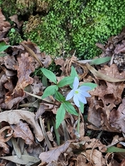 Anemonoides trifolia