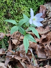 Anemonoides trifolia