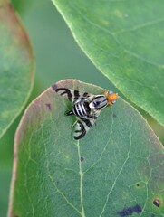 Rhagoletis striatella