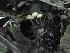 Psilocybe caerulipes