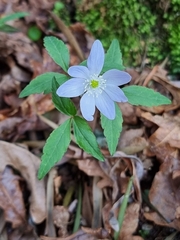 Anemonoides trifolia