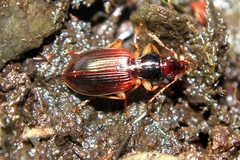Paranchus albipes