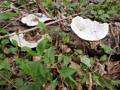 Trametes elegans