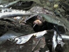 Psilocybe caerulipes