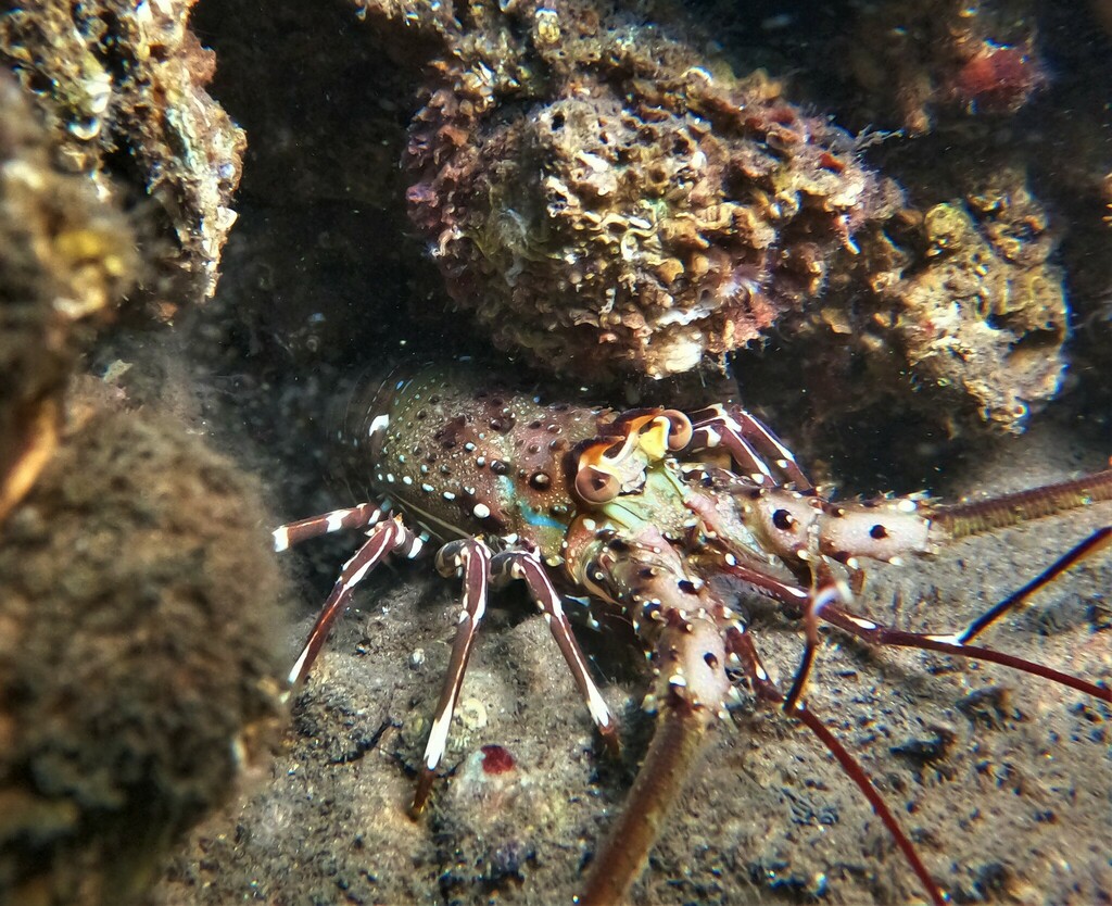 Green Spiny Lobster