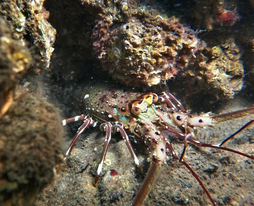 Green Spiny Lobster
