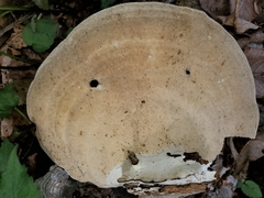 Trametes elegans