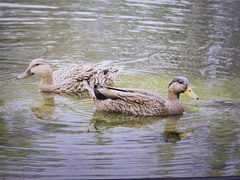 Anas platyrhynchos × fulvigula