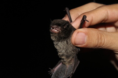 Eptesicus furinalis