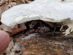 Trametes elegans