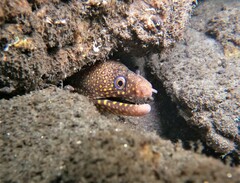 Muraena lentiginosa