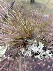 Tillandsia bartramii
