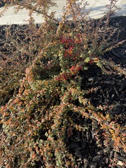 Cotoneaster × suecicus