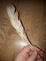 Anser anser domesticus