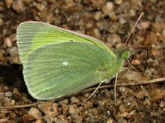 Colias alexandra