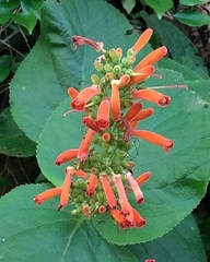 Sinningia macrostachya