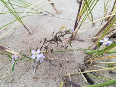 Cakile maritima baltica