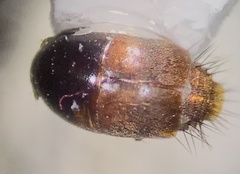 Sepedophilus