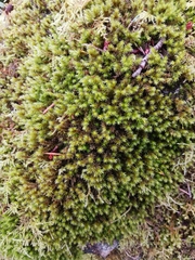 Racomitrium aciculare