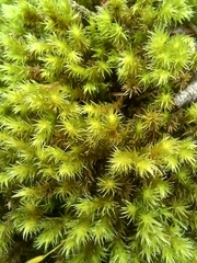 Racomitrium aciculare