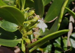 Myoporum boninense