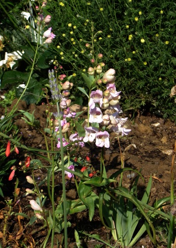 Palmer's penstemon