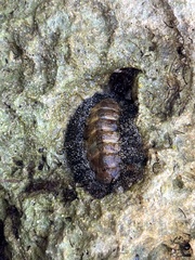 Acanthopleura granulata