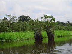 Montrichardia linifera